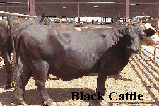 Black English Cattle