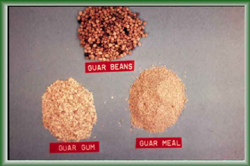 Photo of small piles of Guar Beans, Gum, and Meal