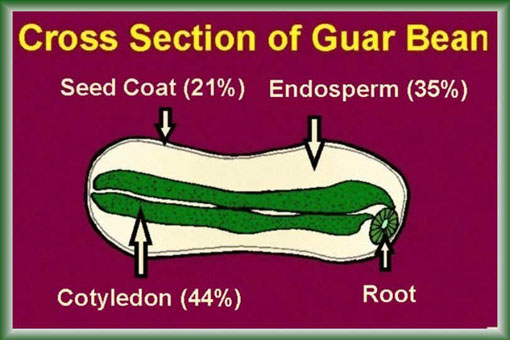 Diagram: Cross section of Guar Bean