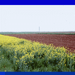 Canola field