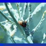 Lady bug on stem