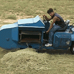 Machine harvesting Lockett, a wheat developed primarily for grazing 