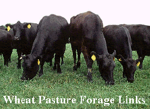 Cows eating pasture forage