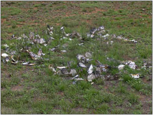 Patch Burning with Continuous or Rotational Grazing;  Texas AgriLife Research & Extension Center at Vernon