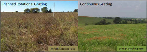 Two photos of a field; the one of the left is of planned rotational grazing, the other is continuous grazing.