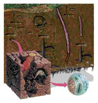 Soil micro-fauna and flora