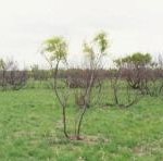 Post fire regrowth