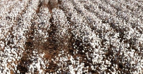 Cotton Root Rot Control