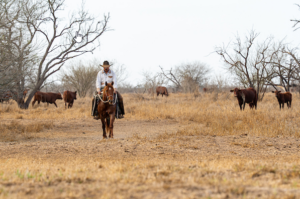 A cowboy on horseback rides through a dry, grassy field with cattle grazing in the background under a pale sky.