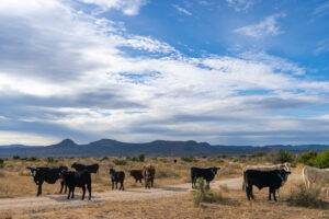 A herd of cattle stands on a dirt road in a dry, scrubby landscape under a dramatic sky filled with white and grey clouds.