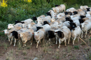 A flock of sheep, mostly white with some black faces and legs, moves across a grassy, uneven terrain with lush green foliage in the background.
