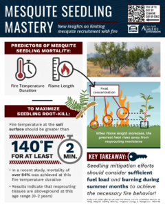 Infographic titled "Mesquite Seedling Mastery" explaining how to limit mesquite recruitment with fire. 