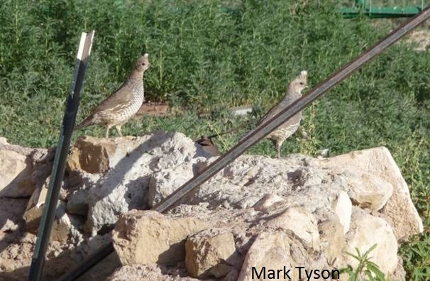 A pair of Scaled quail in West Texas.