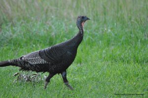 Eastern Wild Turkey