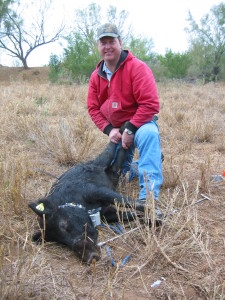 To get information on their habitat preferences, wild pigs were trapped and outfitted with a GPS collar. (Texas A&M AgriLife research photo)