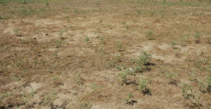 drought damaged land with little grass